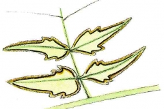AdlerfarnDetail2