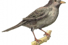 Amsel