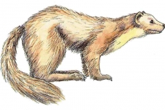 Baummarder