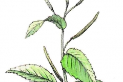 Bergweidenroeschen