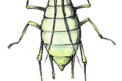 Blattlaus