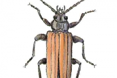 Bockkaefer