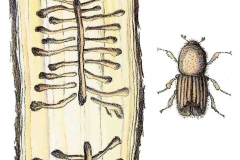 Buchdrucker