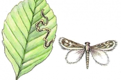 Buchenminiermotte