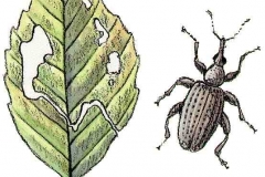 Buchenspringruessler