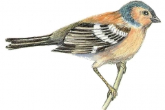 Buchfink