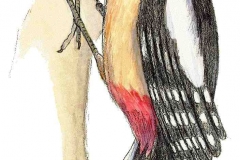 Buntspecht