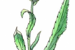 EchteGoldrute