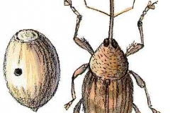 Eichelbohrer