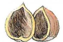 EichelhaeherFrass