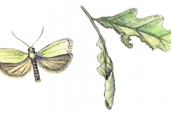 Eichenwickler