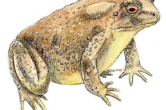 Erdkroete