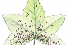Gallmilbe