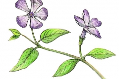KleinesImmergruen