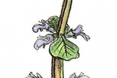 KriechenderGuensel