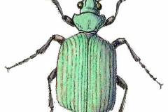 Laufkaefer