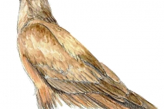 Maeusebussard