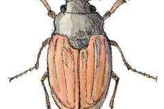 Maikaefer
