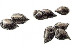 Rehlosung