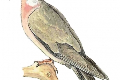 Ringeltaube