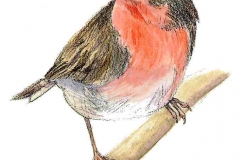 Rotkehlchen