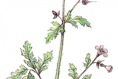 Ruprechtskraut