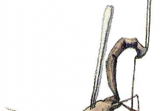 Schlupfwespe