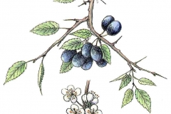 Schwarzdorn