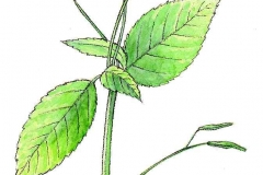Springkraut