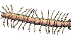 Steinlaeufer