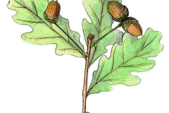 Stieleiche