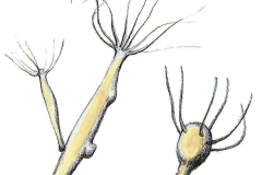 Suesswasserpolyp