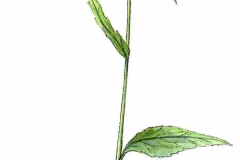 Teufelskralle