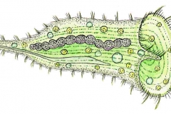 Trompetentierchen