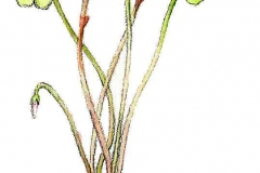 WaldSauerklee