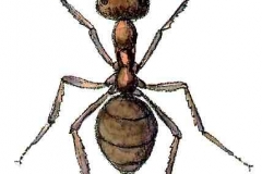 Waldameise