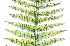 Waldfarn
