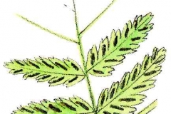 WaldfarnDetail2