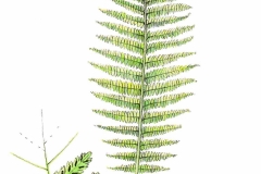 WaldfarnGesamt