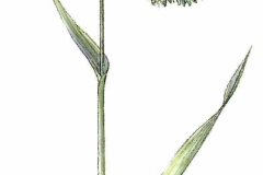 Waldkraeuelgras
