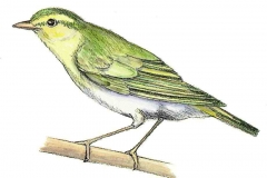 Waldlaubsaenger