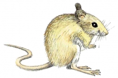Waldmaus