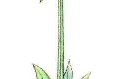 Waldmeister