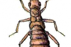 Waldohrwurm