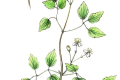 Waldrebe