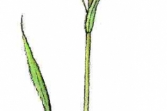 Waldsegge