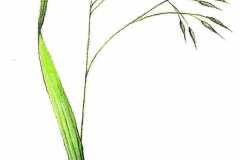 Waldtrespe