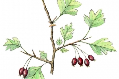 Weissdorn