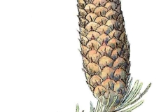 Weisstanne