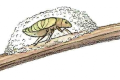 Wiesenschaumzikade